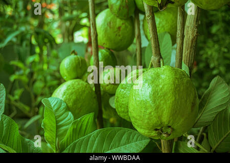 Grüne guave Obst hängen am Baum in der Landwirtschaft Bauernhof von Bangladesch in der Erntesaison Stockfoto