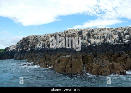 Seevögel nisten auf einer Klippe an der Farne Islands, Northumberland, Großbritannien Stockfoto