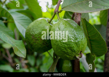 Grüne guave Obst hängen am Baum in der Landwirtschaft Bauernhof von Bangladesch in der Erntesaison. Psidium guajava Stockfoto