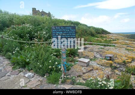 Ein National Trust neben einen Nistkasten für arktische Seeschwalben warnt Besucher während der Brutzeit, vorsichtig zu sein, Northumberland, Großbritannien Stockfoto