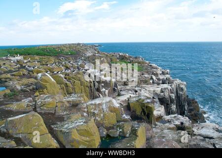 Vögel nisten in den Klippen der Inneren Farne Insel, Northumberland, Großbritannien Stockfoto