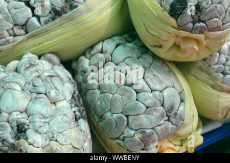 Huitlacoche (mexikanischen Mais Pilz) am Markt Stockfoto
