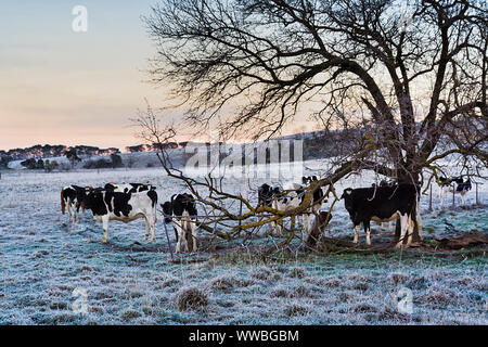 Schwarz-weiße Kühe füttern unter großen Baum in der Mitte des Viehs Paddock auf abgelegenen Farm in ländlichen NSW Australien während der kalten Winter mit Frost Stockfoto