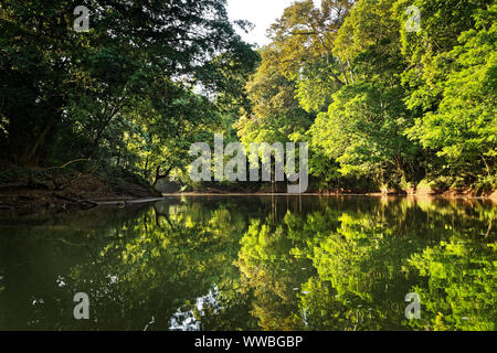 Costa Rica Landschaft von Boca Tapada, Rio San Carlos. Riverside mit Wiesen und Kühen, tropischen bewölkt Wald im Hintergrund. Blick vom Boot aus. Stockfoto