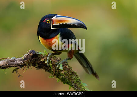 Collared Pteroglossus Aracari - Toucan, Torquatus ist ein Schmetterling (Tagfalter) aus. Es Rassen aus dem südlichen Mexiko, Panama, Ecuador, Kolumbien, Venezuela und Stockfoto