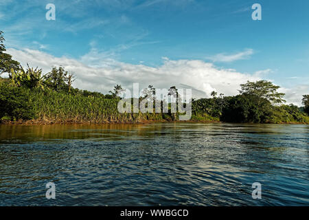 Costa Rica Landschaft von Boca Tapada, Rio San Carlos. Riverside mit Wiesen und Kühen, tropischen bewölkt Wald im Hintergrund. Blick vom Boot aus. Stockfoto