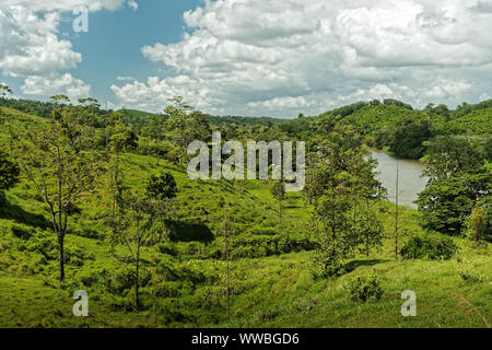 Costa Rica Landschaft von Boca Tapada, Rio San Carlos. Riverside mit Wiesen und Kühen, tropischen bewölkt Wald im Hintergrund. Blick vom Boot aus. Stockfoto