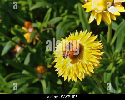 Die westliche Honigbiene (Apis mellifera) Nektar sammeln von a Strohblumen (Xerochrysum bracteatum), Ottawa, Ontario, Kanada. Stockfoto