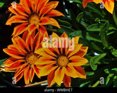 Wunderschöne Flamme Orange Blume eines Afrikanischen Daisy (Gazania splendens) "goldenen Flamme" Küssen. Die kommissare Park, Ottawa, Ontario, Kanada. Stockfoto