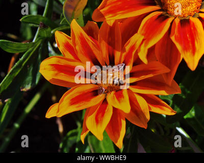 Honigbiene (Apis mellifera) Nektar sammeln aus einer afrikanischen Daisy (Gazania splendens) "goldenen Flamme" Küssen. Die kommissare Park, Ottawa, Ontario, können Stockfoto