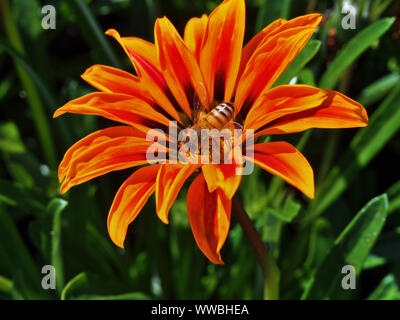 Honigbiene (Apis mellifera) Nektar sammeln aus einer afrikanischen Daisy (Gazania splendens) "goldenen Flamme" Küssen. Die kommissare Park, Ottawa, Ontario, können Stockfoto