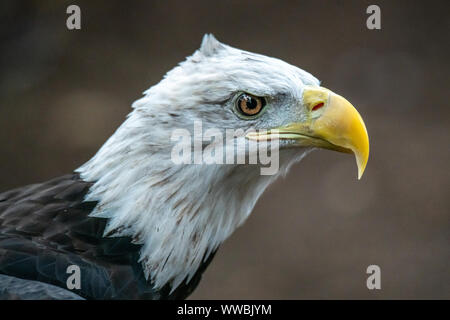 New York, USA, 14. September 2019. Ein Weißkopfseeadler (Haliaeetus leucocephalus) ist bei der jährlichen Raptor Fest Veranstaltung der New York Cit organisierten angezeigt Stockfoto