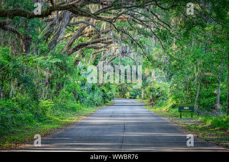 Gainesville, USA - 27. April 2018: HDR verschwindende Perspektive auf der Straße mit hohen Südlichen live oak tree mit hängenden Spanisches Moos in Paynes Prairie Stockfoto