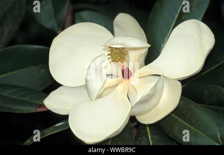 NAHAUFNAHME EINER GROSSEN BLUME DER MANGNOLIA GRANDIFLORA, AUCH BEKANNT ALS BIG-LAUREL, BULL BAY ODER SOUTHERN MAGNOLIA TREE. NEW SOUTH WALES, AUSTRALIEN. Stockfoto