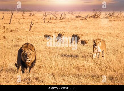 African Safari Szene, wo ein männlicher Löwe mit mähne in die Kamera schaut und sich durch lange trockene Gras mit einer Löwin und vier Jungen, die ein Stockfoto