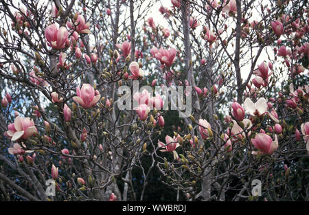 MAGNOLIA X SOULANGEANA-BAUM (SCHALENMAGNOLIE ODER TULPEBAUM) IN VOLLER BLÜTE. NEU SÜDWALES, AUSTRALIEN. Stockfoto