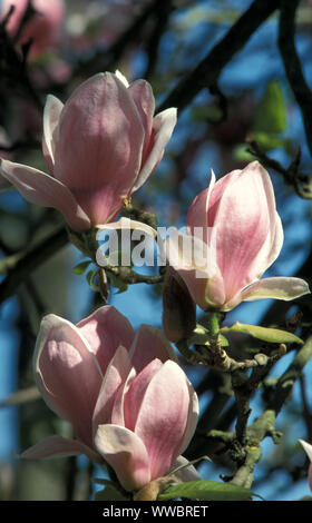 MAGNOLIA X SOULANGEANA-BAUM (SCHALENMAGNOLIE ODER TULPEBAUM) IN VOLLER BLÜTE. NEU SÜDWALES, AUSTRALIEN. Stockfoto