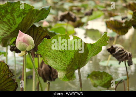 Pink Lotus und Seerosen über Wasser in einem Teich Stockfoto