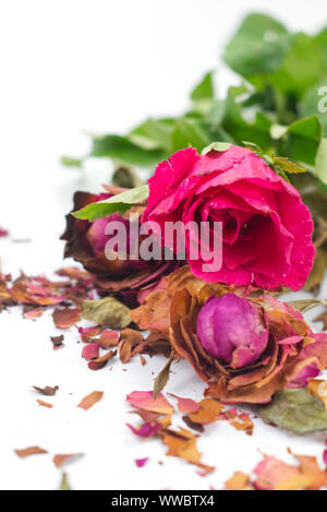 Frische und getrocknete Rosen mit Frakturen von getrockneten Rosenblättern auf weißem Hintergrund. Kontrast Konzept für Leben und Tod, Liebe und Verlust, süß und bitt Stockfoto