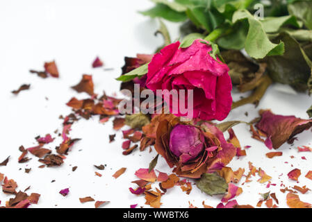 Frische und getrocknete Rosen mit Frakturen von getrockneten Rosenblättern auf weißem Hintergrund. Kontrast Konzept für Leben und Tod, Liebe und Verlust, süß und bitt Stockfoto