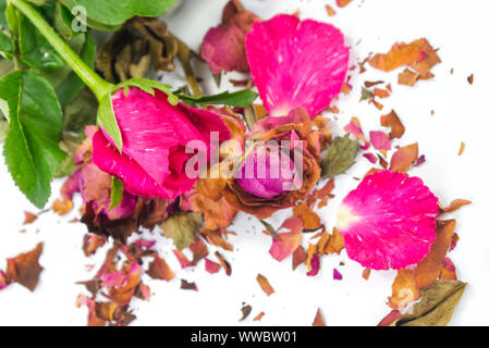 Frische und getrocknete Rosen mit Frakturen von getrockneten Rosenblättern auf weißem Hintergrund. Kontrast Konzept für Leben und Tod, Liebe und Verlust, süß und bitt Stockfoto