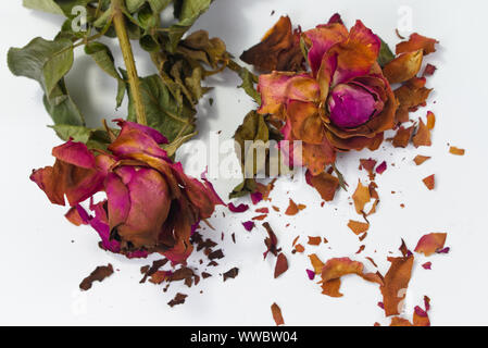 Getrocknete rote Rosen mit Frakturen von Rosenblättern auf weißem Hintergrund. Konzept für alternde Liebe, bitter Romantik. Stockfoto