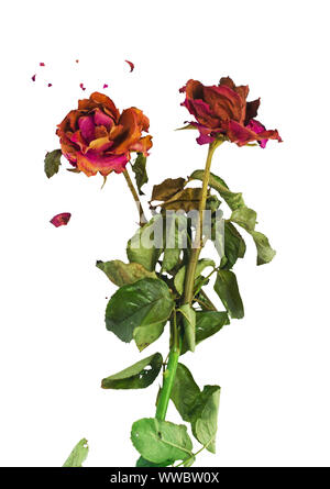 Getrocknete rote Rosen mit Frakturen von Rosenblättern auf weißem Hintergrund. Konzept für alternde Liebe, bitter Romantik. Stockfoto