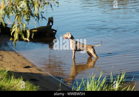 Weimaraner Bella, purebreed Zeiger, steht in seichten Fluss Wasser spiegelt, tial, Muskeln mit Vorfreude auf Ihren Ball abrufen Stockfoto