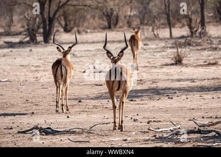 Drei Impala Antilopen von Hinten, zwei männliche Dollars, eine weibliche Kuh, in trockenen Savanne Stockfoto
