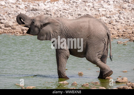 Süß, Kleiner Elefant Trinken aus Wasserloch im Etosha National Park, mit seinen Koffer Stockfoto