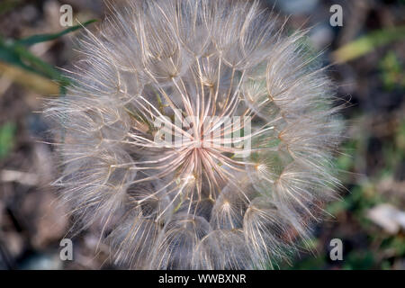 Makro Ansicht einer Schwarzwurzeln seedhead Stockfoto