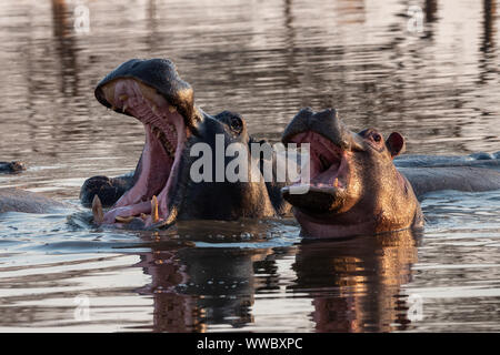 Zwei Nilpferde mit offenen Motuhs im Wasser, Moremi Game Reserve, Okavango Delta, Afrika Stockfoto