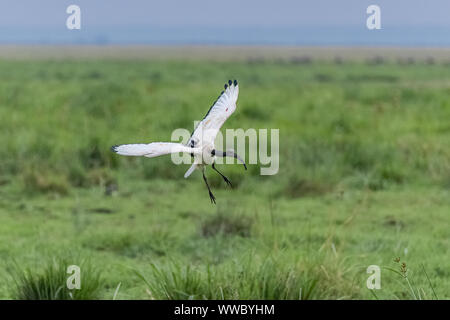 Afrikanische Heiliger Ibis, African Bird Landung in der Savanne Stockfoto