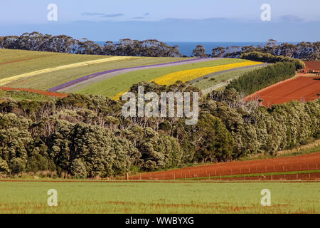 Bunte wunderschöne Blumenfelder in der Nähe von Stanley, Tasmanien Stockfoto