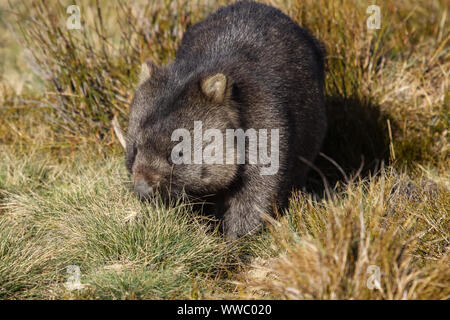 Nahaufnahme eines Wombat Roaming, Fütterung auf Gras, Cradle Mountain NP, Tasmanien Stockfoto