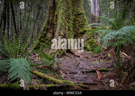 Wurzeln der einen Sumpf Gum Tree mit Farnen, Mount Field National Park, Tasmanien, Australien Stockfoto