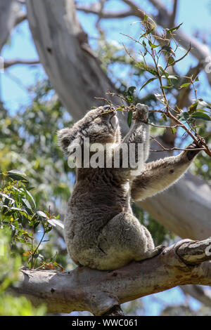 Koala Fütterung auf die grünen Blätter eines Eukalyptusbaums, Great Otway National Park, Victoria, Australien Stockfoto