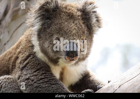 Schließen Sie ein Koala sitzt auf einem Zweig eines Eukalyptusbaums, gegenüber, Great Otway National Park, Victoria, Australien Stockfoto