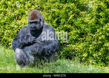 Gorilla, Affe, dominierenden Männlichen im Gras sitzen, lustige Haltung Stockfoto
