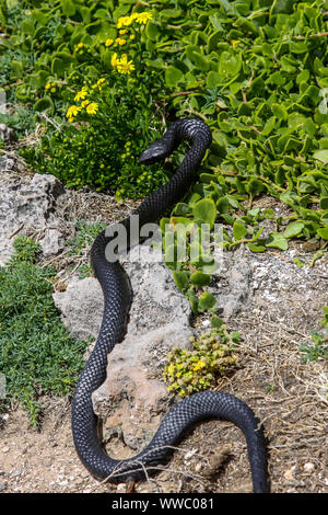 Gefährliche Black Tiger Schlange im natürlichen Lebensraum, Kangaroo Island, South Australia Stockfoto