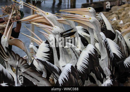 Australische Pelikane für Lebensmittel, Kangaroo Island, Südaustralien warten Stockfoto