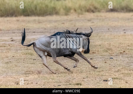 Gnus, Gnu, die in der Savanne in Afrika, in der Serengeti Stockfoto