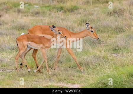 Impalas, wunderschönen Antilopen, Mutter und Kind zu Fuß in der Savanne Stockfoto