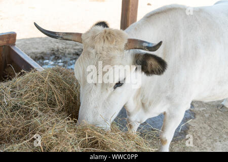 Eine weisse Kuh kauen Heu hinter dem Zaun corral. Kühe fressen Heu. Stieren essen Luzern Heu aus Krippe auf dem Bauernhof. Stockfoto