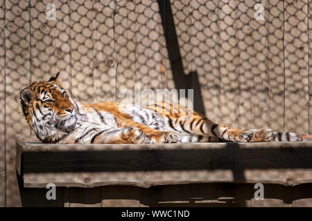 Tiger liegt auf einem Holzregal. Gefährliche Katze in einem Käfig. Die Amur tiger ist braun mit weißen und schwarzen Streifen. Stockfoto