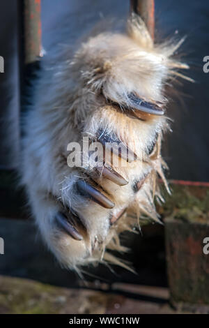 Eine große Tatze eines Eisbären mit riesigen Krallen eines prosutun durch die Gitterstäbe des Käfigs. Traurige Tier in Gefangenschaft. Selektiver Fokus auf Krallen. Stockfoto