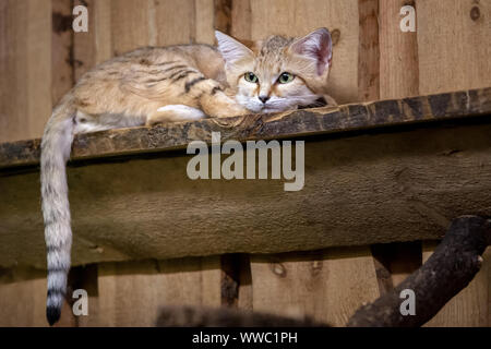 Eine traurige Cheshire Cat mit großen Ohren und Augen liegt auf einer Tafel. Der Schwanz hängt. Wolle braun, weiß und schwarzen Streifen. Stockfoto