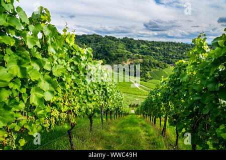 Deutschland, Grüner Weg durch Weinberg im Herbst Saison fast zur Ernte bereit Stockfoto