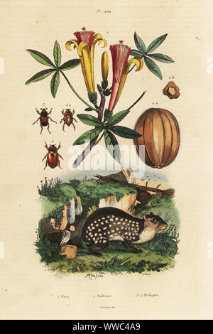 Lowland Paca, Cuniculus paca 1, Pachirier elegant, Pachira insignis 2 und Mistkäfer, Pachypus Pachypus truncatifrons excavatus 3 und 4. Paca, Pachirier, Pachypes. Papierkörbe Stahlstich von du Casse nach einer Illustration von Adolph Fritten aus dem Felix-Edouard Guerin-Meneville's Wörterbuch Pittoresque d'Histoire Naturelle (malerische Wörterbuch der Naturgeschichte), Paris, 1834-39. Stockfoto