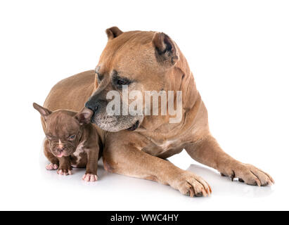 Alte American Staffordshire Terrier und Welpen vor weißem Hintergrund Stockfoto